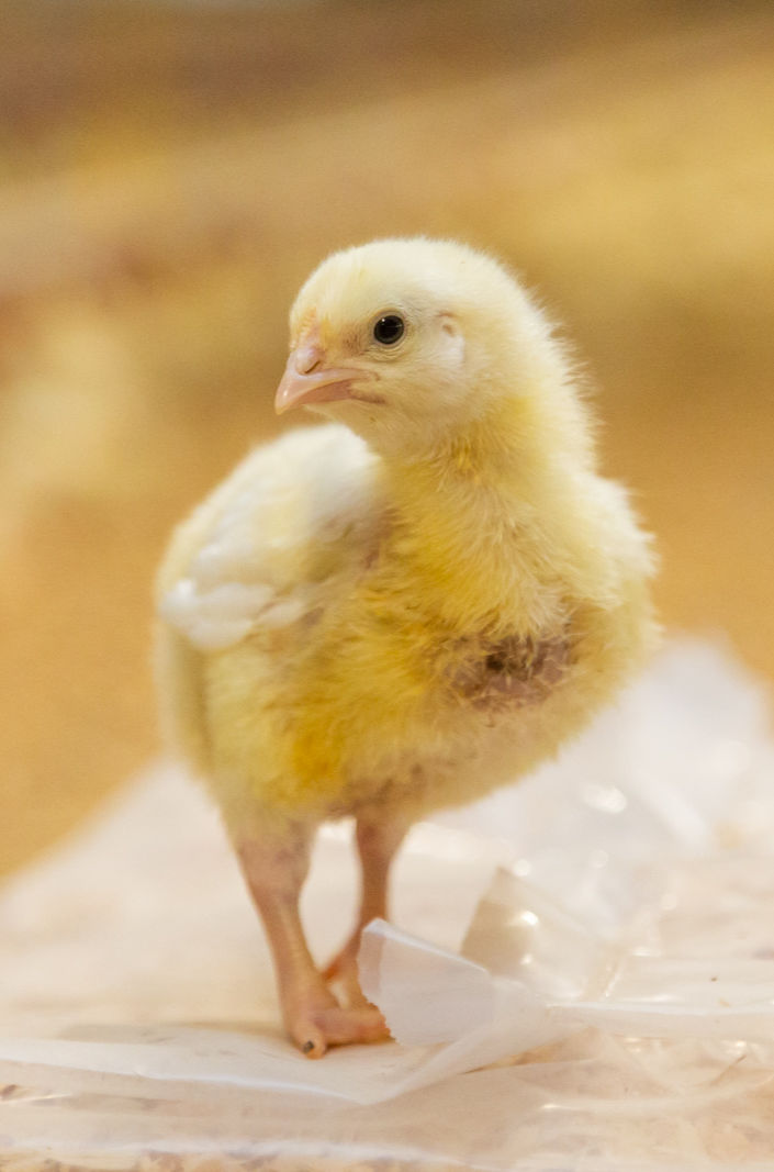 Broilers