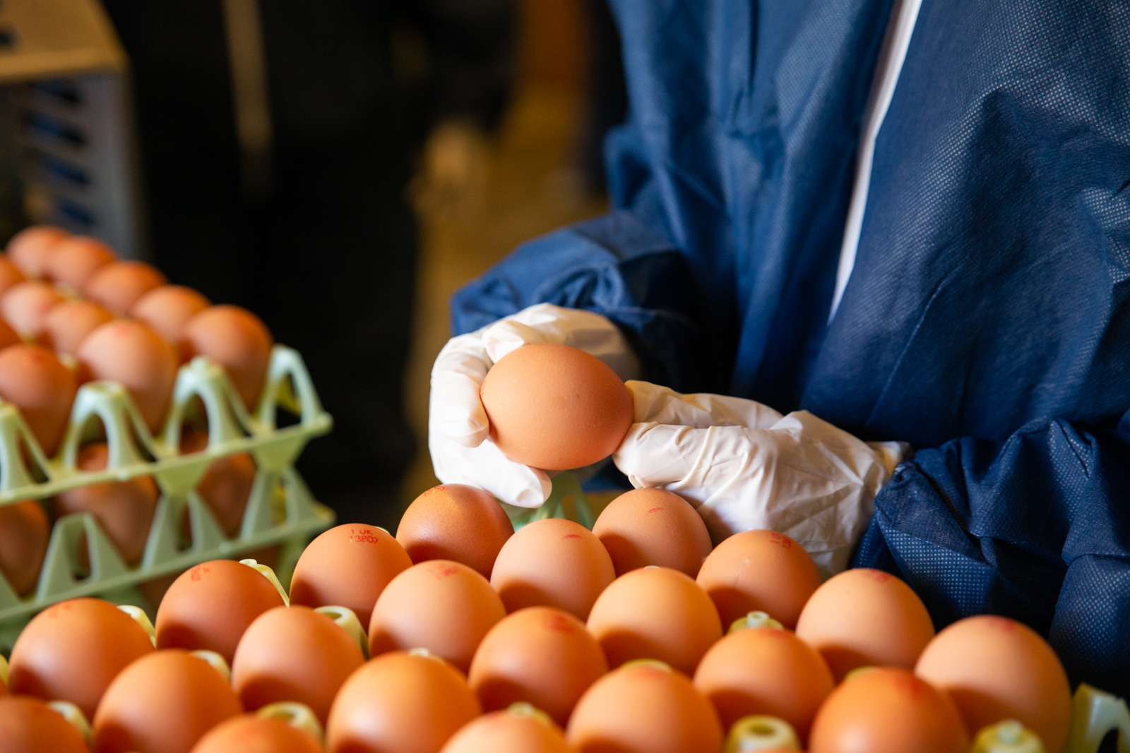 Eggs