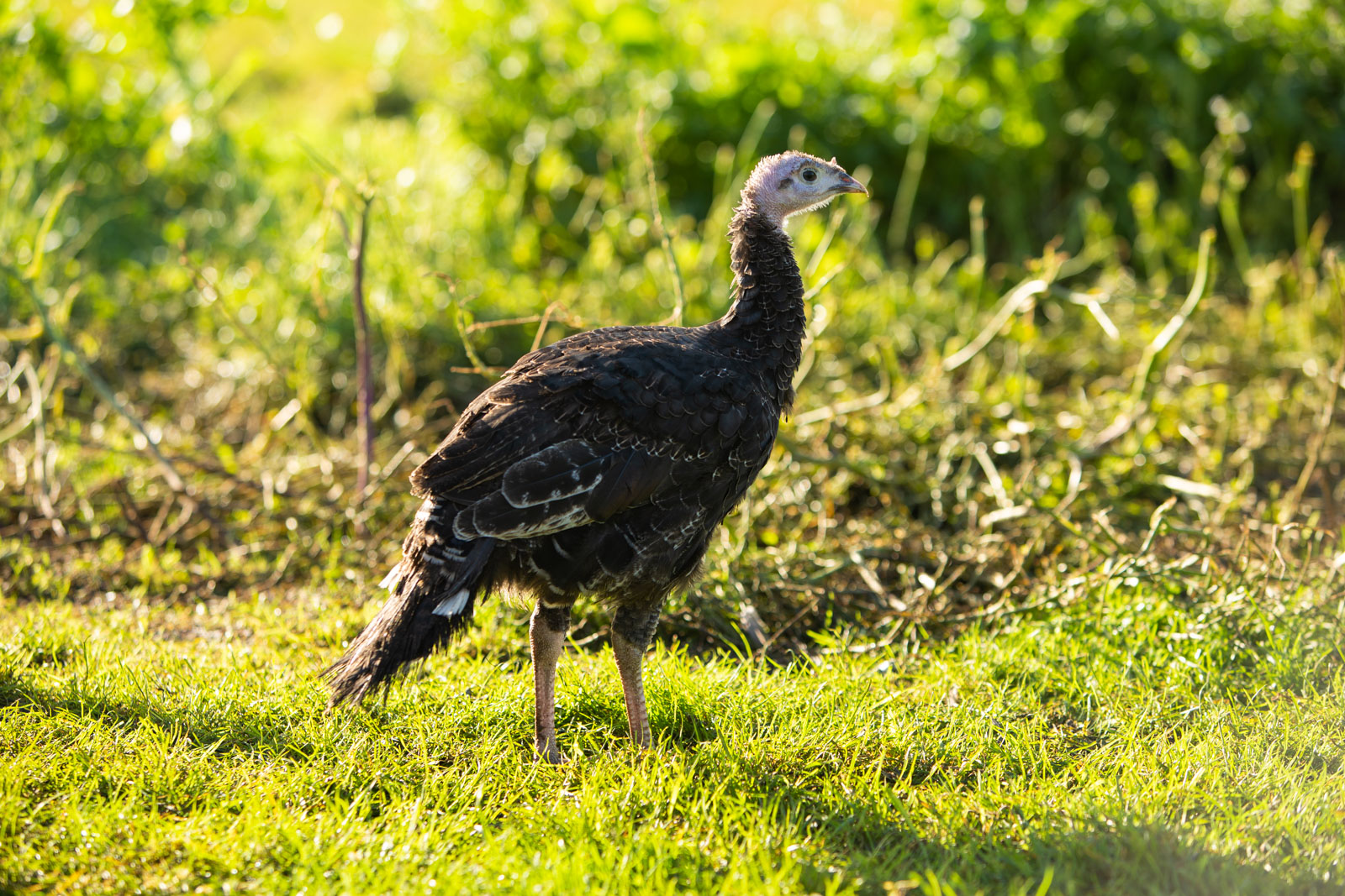 Turkeys